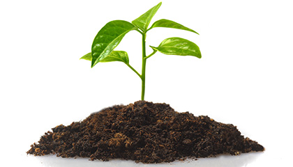 Você colhe o que planta Planta brotando